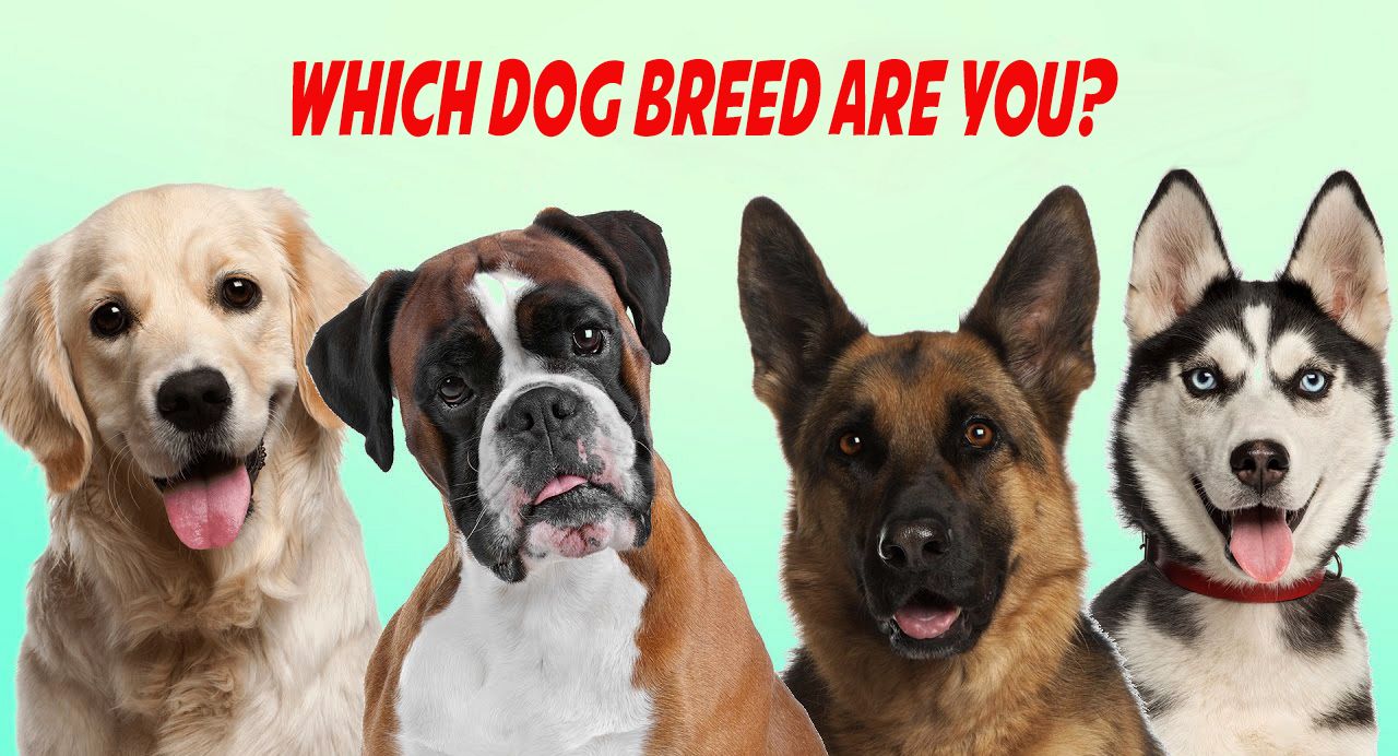 what type of dog breed are you